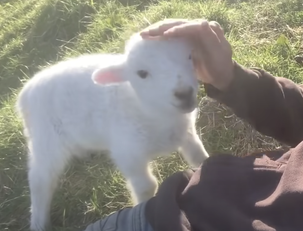 ねぇねぇ〜もっとモフって♪ 甘えん坊の羊の赤ちゃんが可愛い！