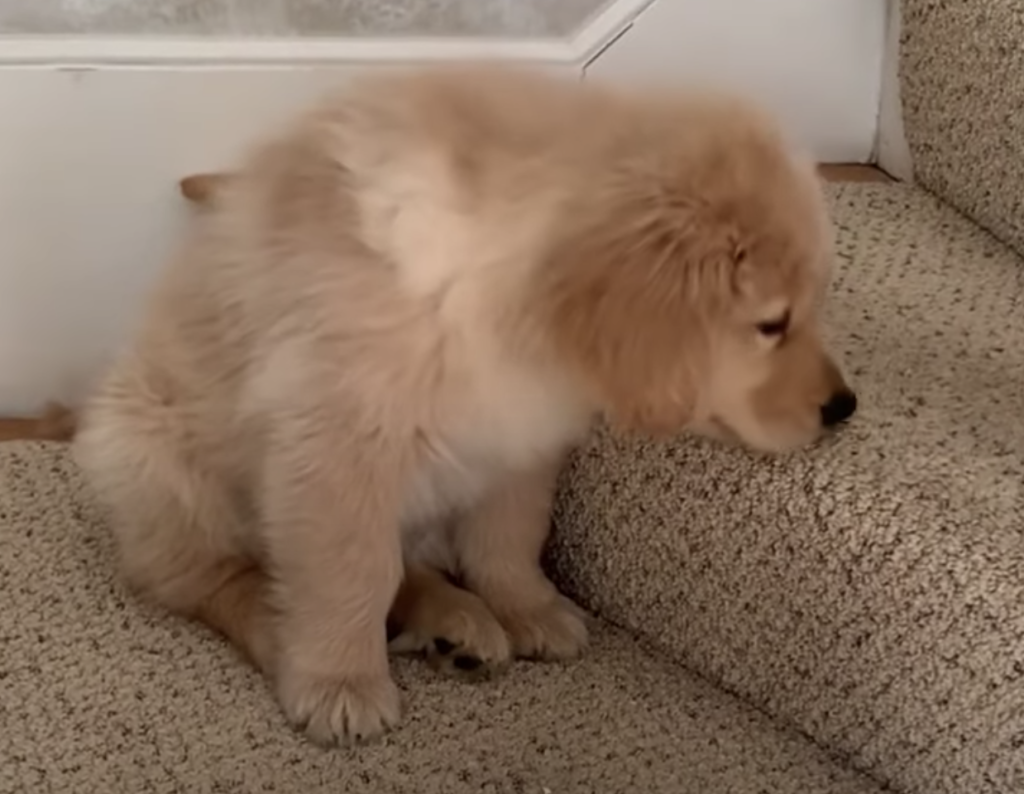 本音はかったるい… 階段を上る練習中の子犬さん。