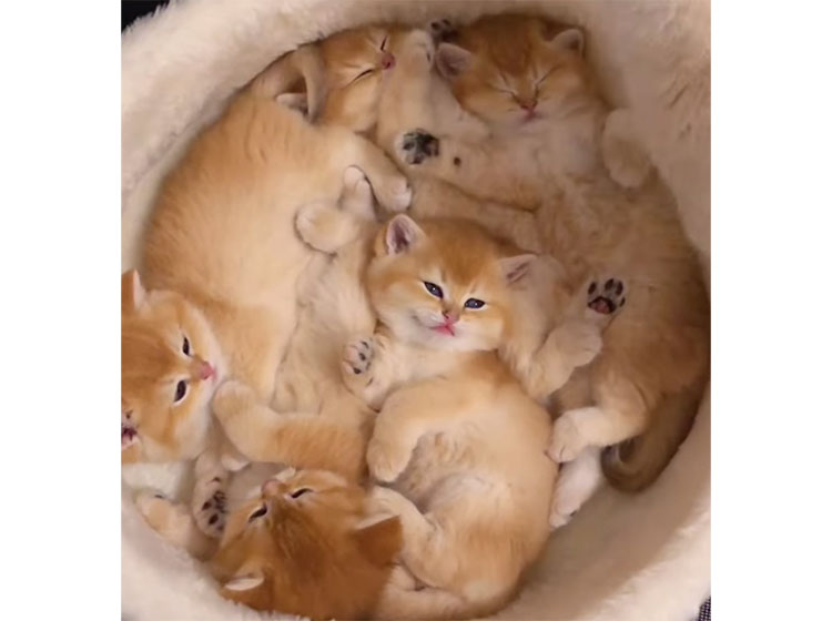 子猫を数えるママ猫さん「みんないる？」 液体化していて数えるのが大変！