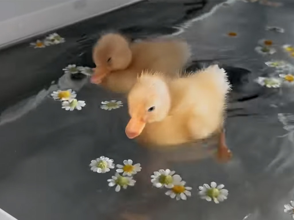水遊びを楽しむアヒルちゃん。水の中ってこうなってたのか！