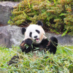 アドベンチャーワールドのパンダ「春のおはよう！パンダ ー朝活パンダに親子で会える、学べるー」