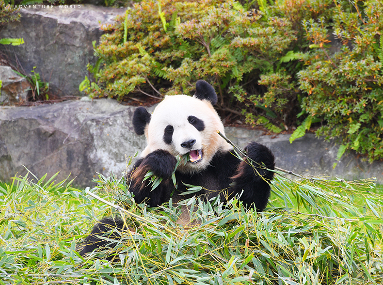 アドベンチャーワールドのパンダ「春のおはよう！パンダ ー朝活パンダに親子で会える、学べるー」