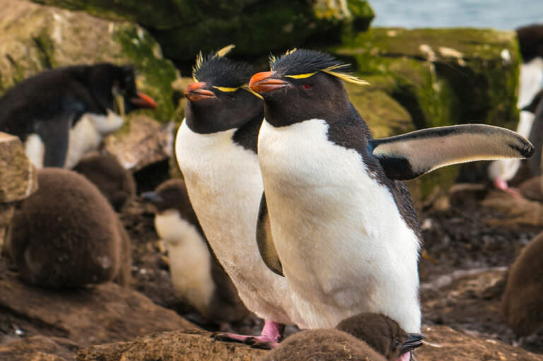 獣医師監修 | イワトビペンギン（生息地、会える水族館、大きさ、特徴