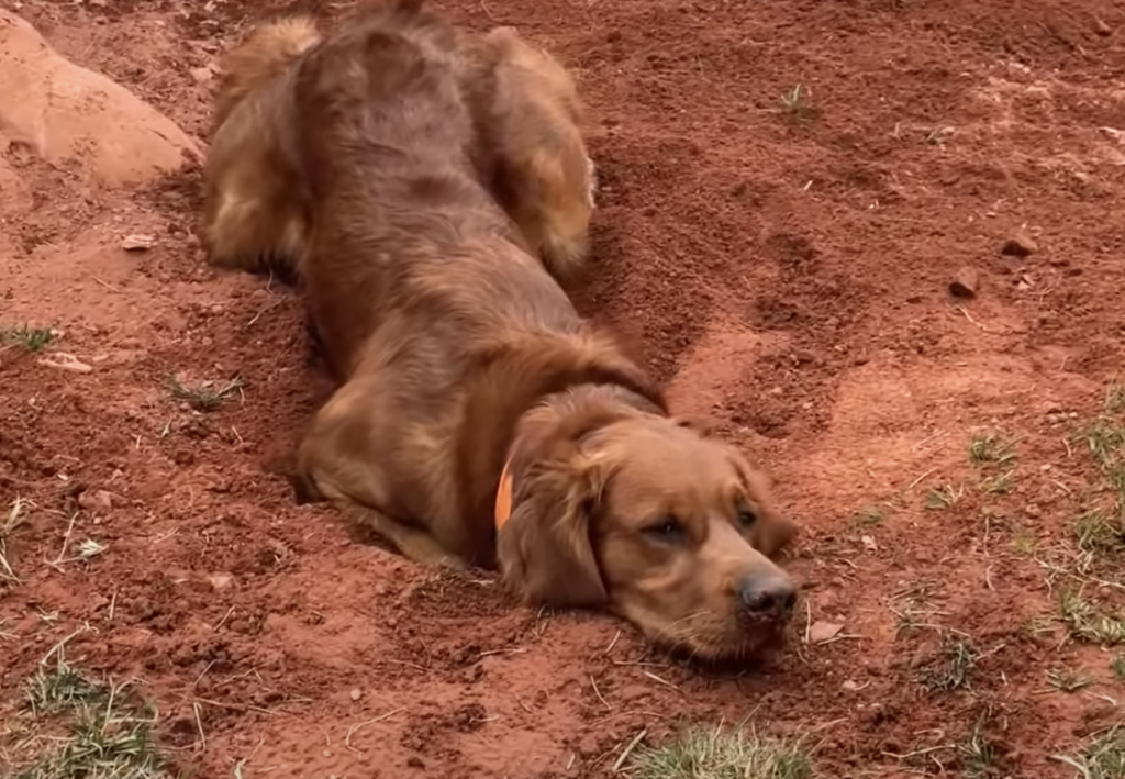 穴掘りしていたのを隠そうとする犬さん。 体で上手に隠せ…てる？