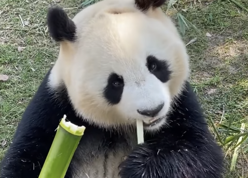 夢中でモグモグ！ 竹を美味しそうに食べるパンダさん。