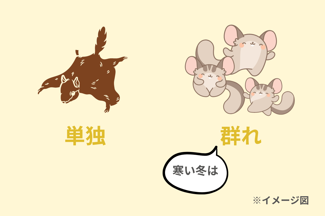 ムササビとモモンガの違いとペット事情を徹底解説!見分け方・特徴もわかりやすく紹介【7つの視点】 | どうぶつのこと。~動物の動画や雑学が毎日 ...