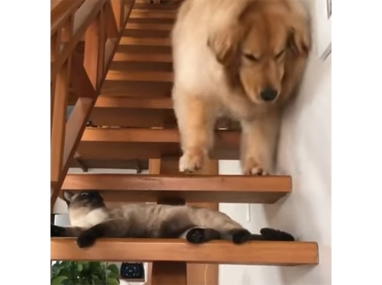 猫さんが階段で寝ているから通れない… 困った犬さんが泣き出しちゃった！