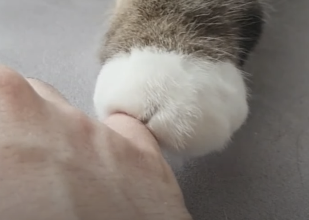 猫のクリームパンのような手♡ むぎゅっと握手してくれたよ！