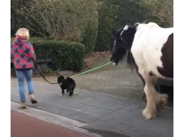 犬と散歩する女性と、馬のリードを持って散歩する犬さん。珍しいお散歩！