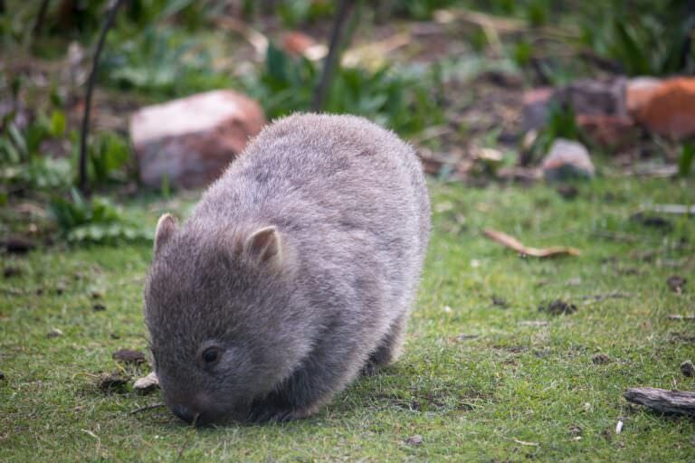 wombat-7200063_1280-768x512.jpg