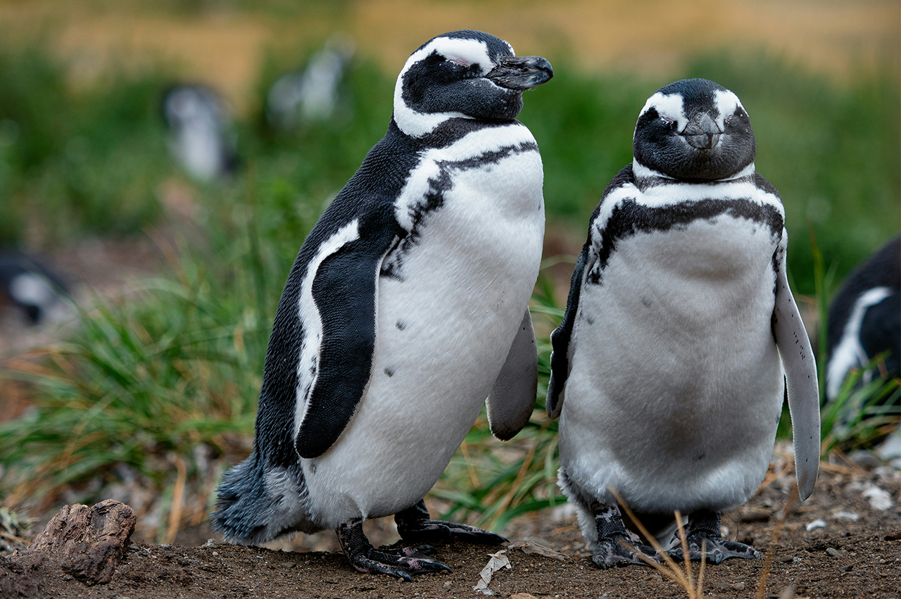 マゼランペンギン