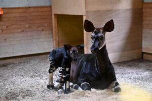 横浜ズーラシアのオカピ親子