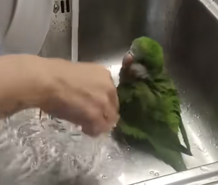 そうじゃないのに！ 鳥さん、食器洗いのついでに水遊び♪