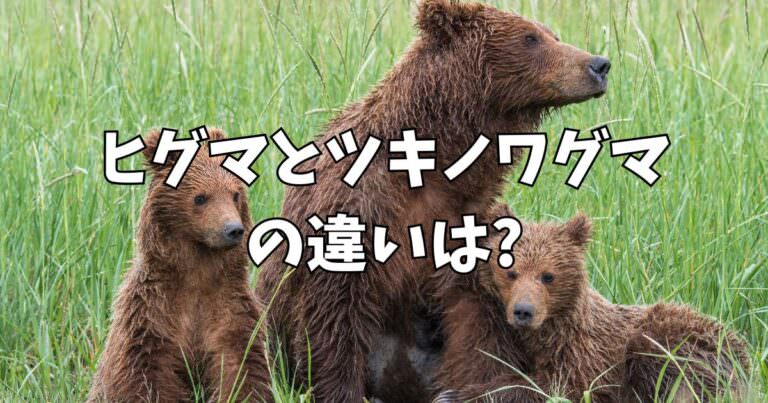 ヒグマとツキノワグマの違い【2025年版】体格・危険性・生息地を完全比較 | どうぶつのこと。~動物の動画や雑学が毎日見つかるサイト~