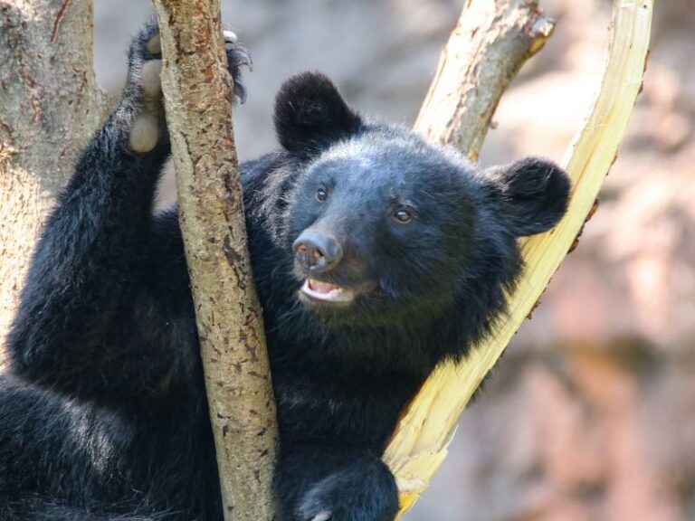 ヒグマとツキノワグマの違い【2025年版】体格・危険性・生息地を完全比較 | どうぶつのこと。~動物の動画や雑学が毎日見つかるサイト~
