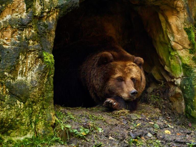 ヒグマとツキノワグマの違い【2025年版】体格・危険性・生息地を完全比較 | どうぶつのこと。~動物の動画や雑学が毎日見つかるサイト~