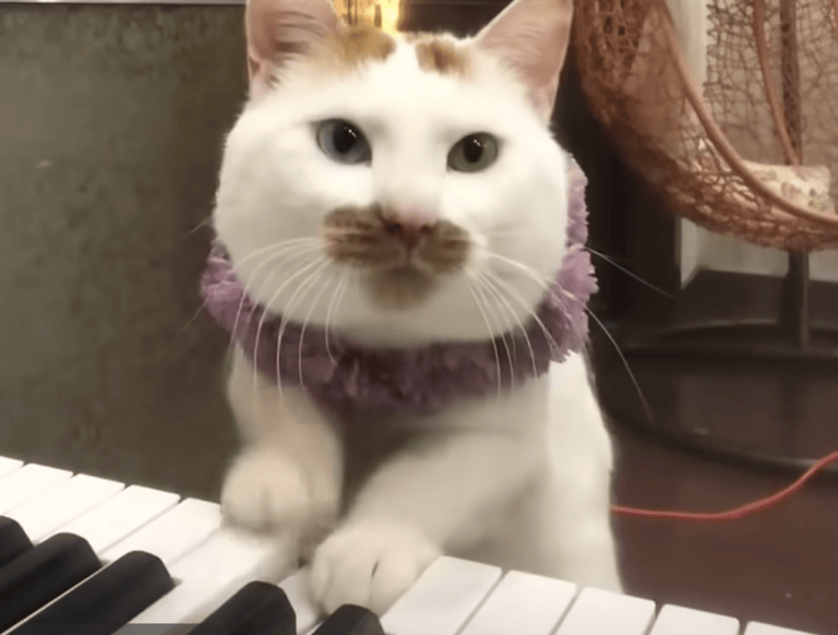 自信満々で演奏している！ カメラ目線でピアノを弾く猫ちゃん