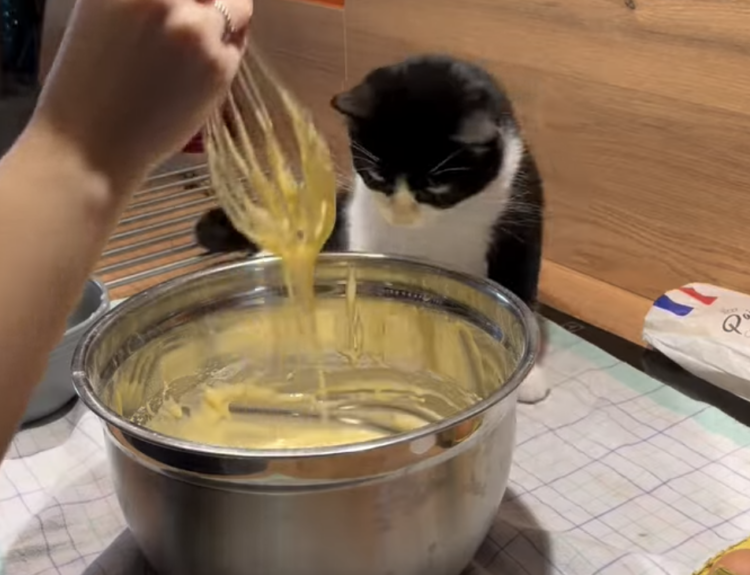 「なに作ってるのかにゃ？」料理中の飼い主さんを見守る猫さん
