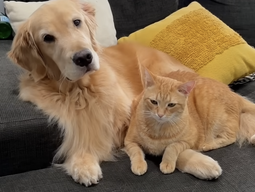 最初はそっけないけど… 少しずつ仲良くなる猫さんと子犬さん