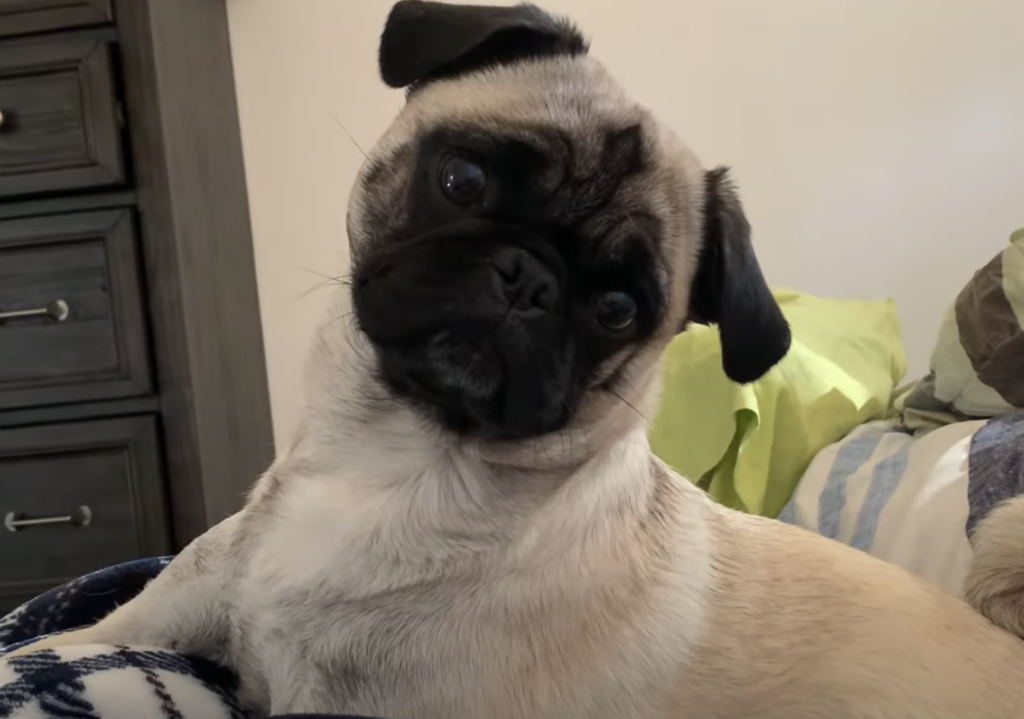 「今なんて言った？」に飼い主さんの言葉にぴょんっと飛び起きるパグの子犬