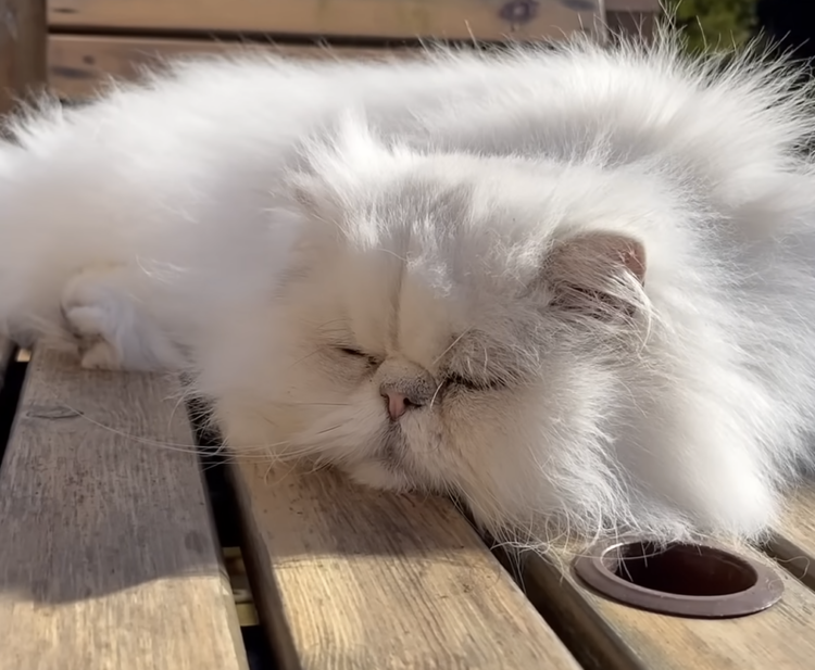 ぽかぽか日差しとナデナデでとろけそう。お庭でくつろぐ猫さんに癒される