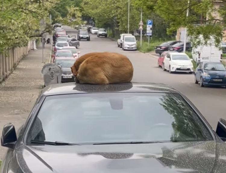 こんなところでスヤスヤ？ 猫のような犬さんの不思議な寝姿