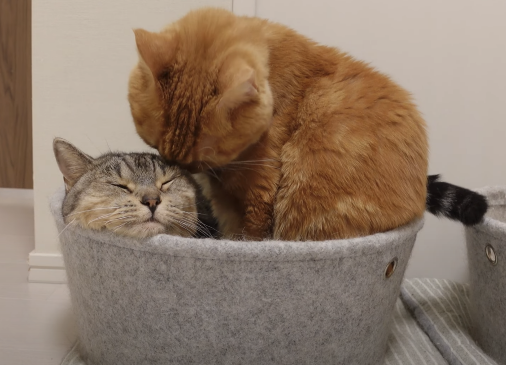 自分用のベッドもあるけれど、姉猫のベッドに潜り込む甘えん坊な猫さん