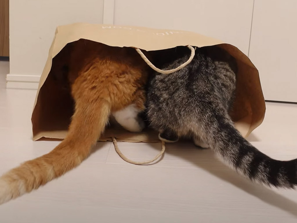 怒られると分かっていても、一緒に紙袋の中に入りたい猫さん