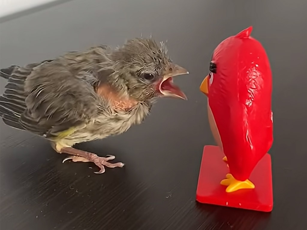 偽物？ なんか違う気がする！ 鳥のおもちゃを見て大騒ぎ！