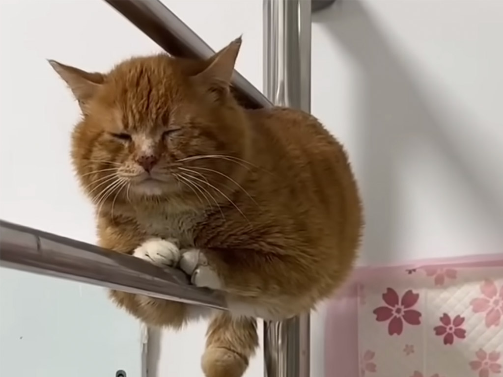 こんな場所で香箱座り！？ 猫さんのバランス感覚がすごい