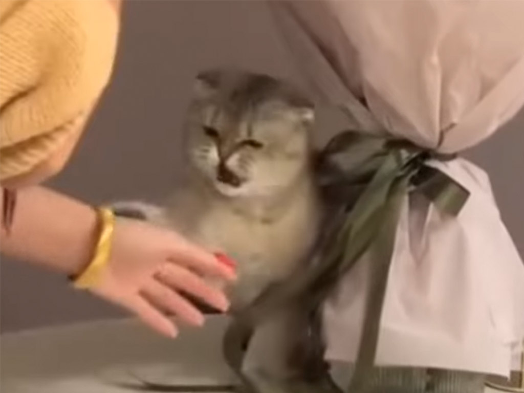 恋人に渡すはずの花束をネコが独占！？  猫パンチが止まらない
