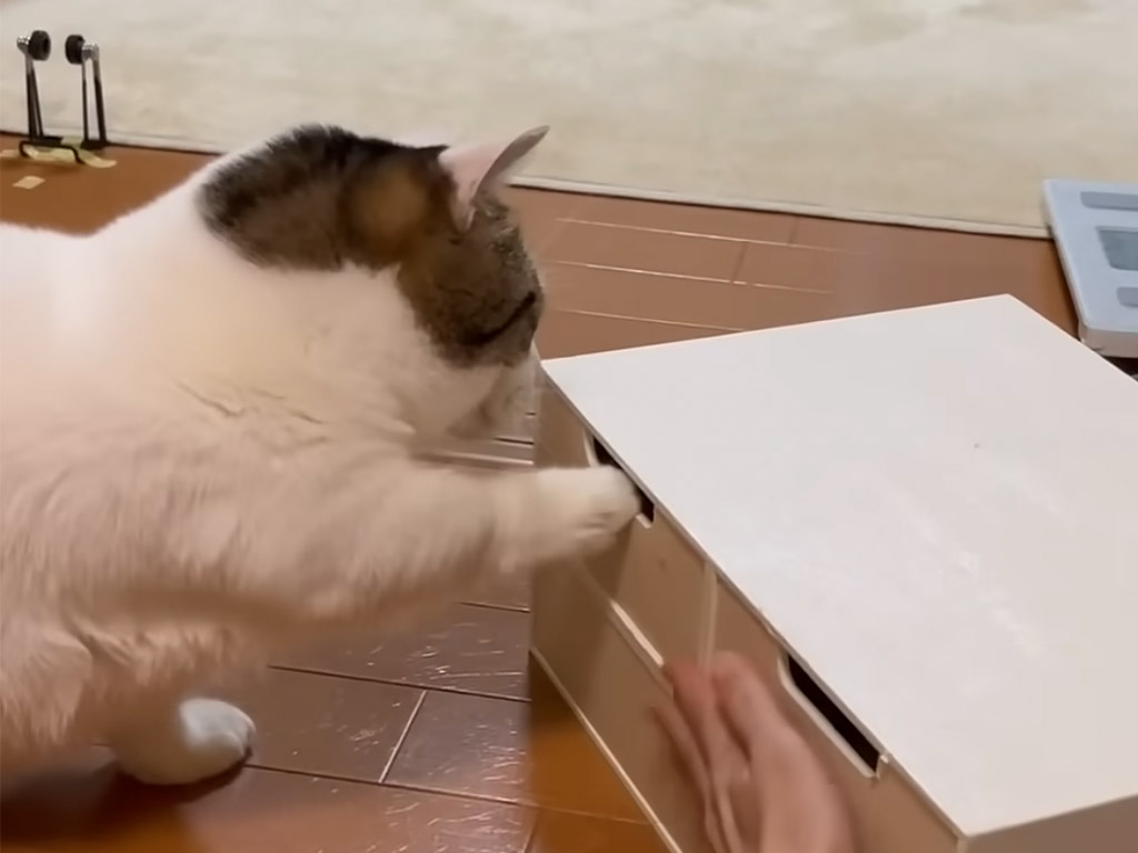 引き出しの中が気になる！ 猫さんと飼い主さんの仁義なき戦い