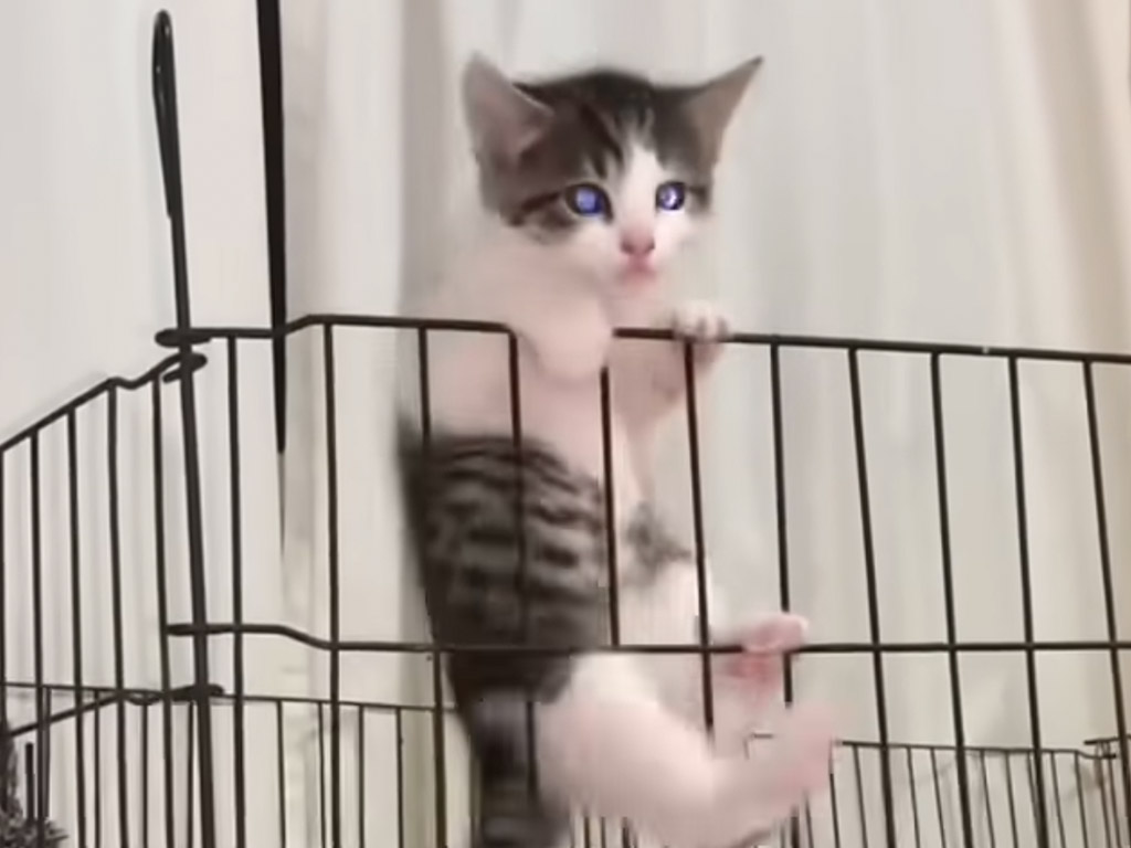 子猫スパイ誕生？ 完璧な脱出ミッションにドヤ顔！