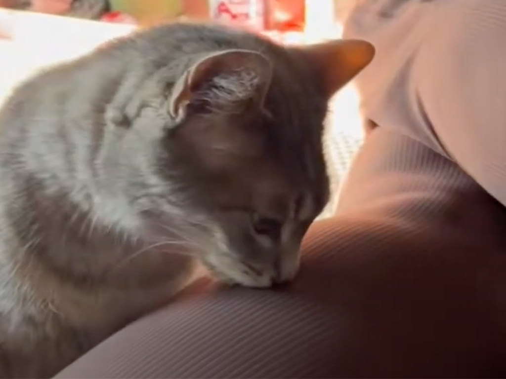 飼い主の足を嗅いだ猫さんのリアクションが完全に芸人