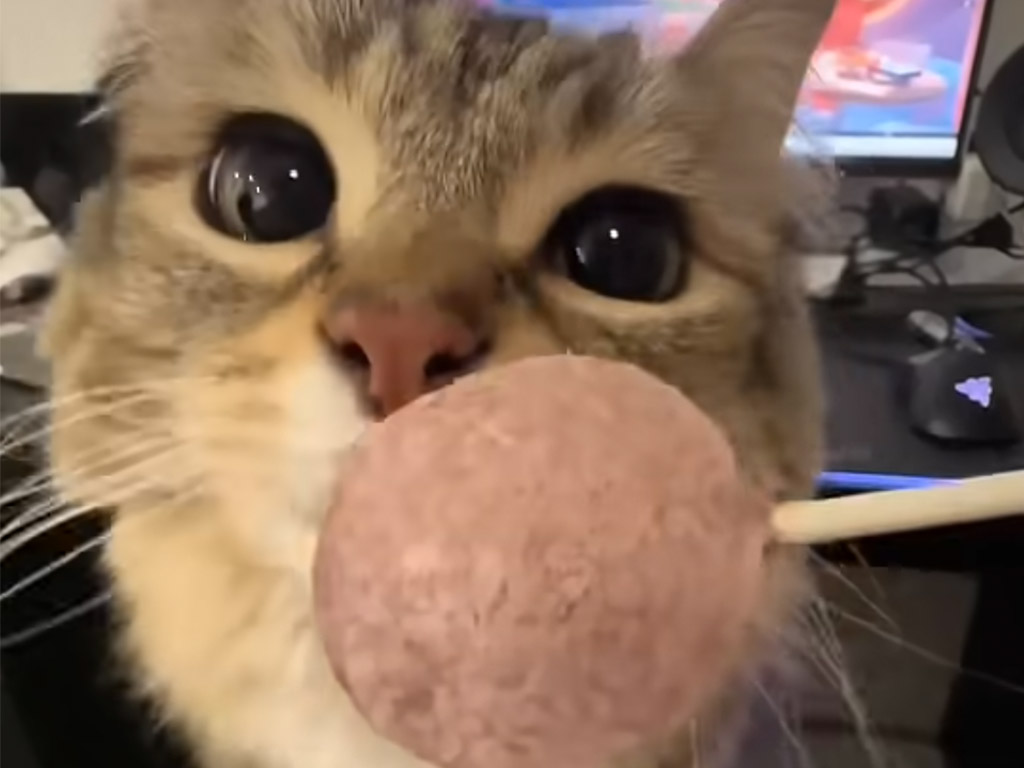 ペロペロじゃないにゃ！ 豪快に食べる猫さんが可愛い