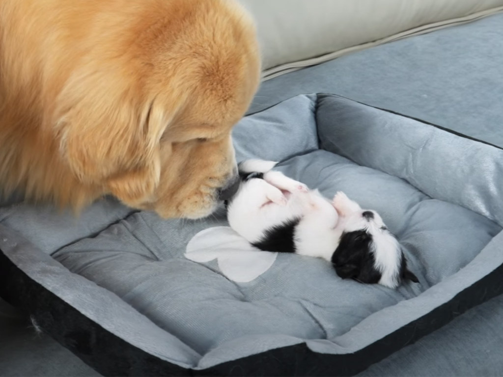 ひとりで寝ている子犬さんを見つけた先輩犬、「寂しくないように」優しい行動に！
