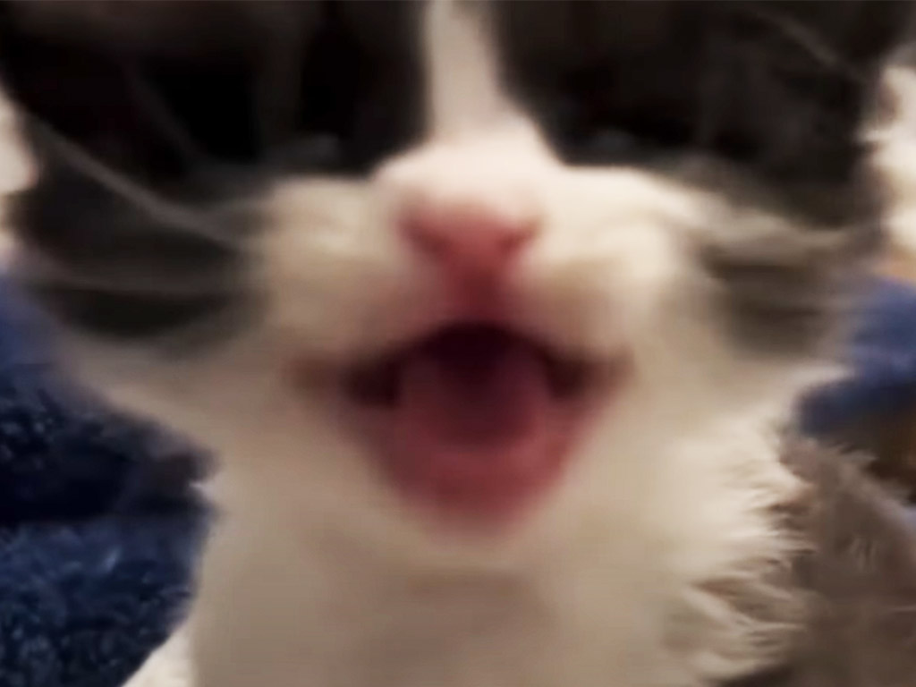 ピントが合わなくなるくらい近くで、話しかけてくれる可愛い子猫さん