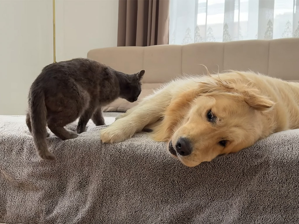 黒猫と一緒に寝るはずが、嬉しすぎて暴走しちゃった犬さん