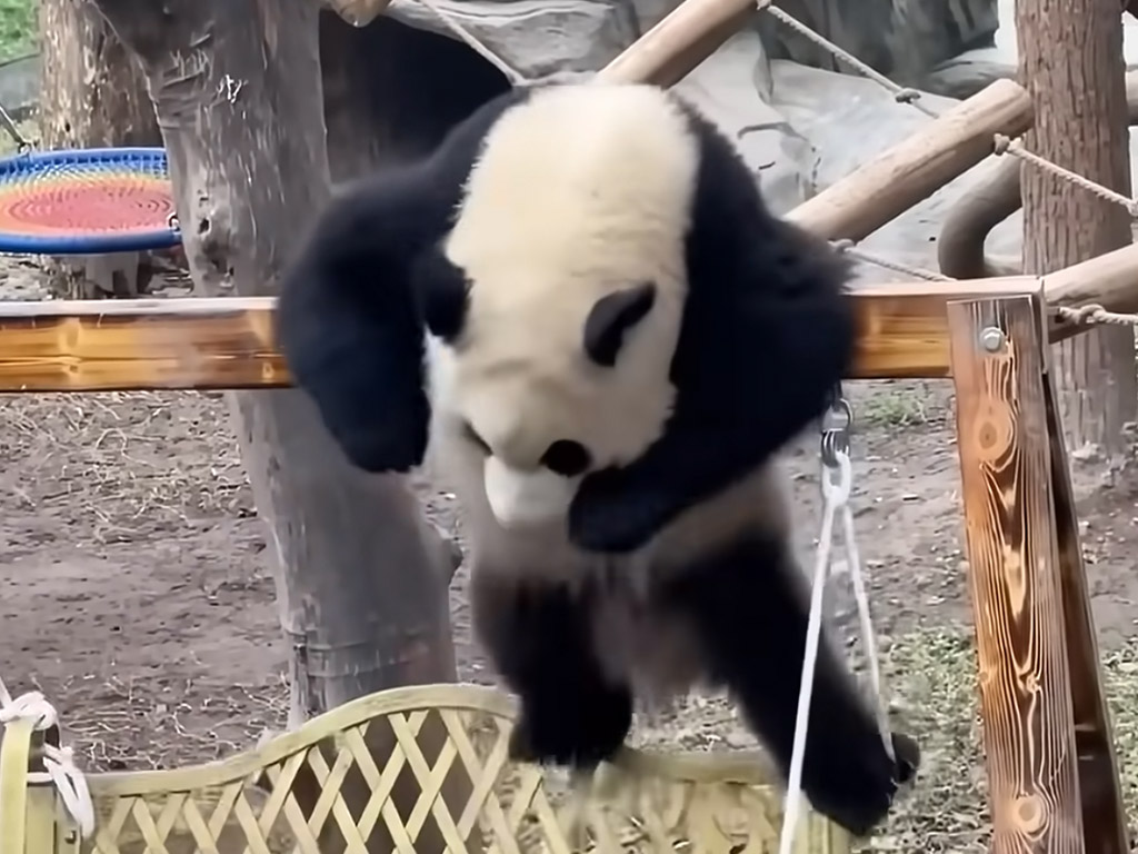 ポテポテ転がるパンダたちが可愛すぎて、癒し効果抜群！