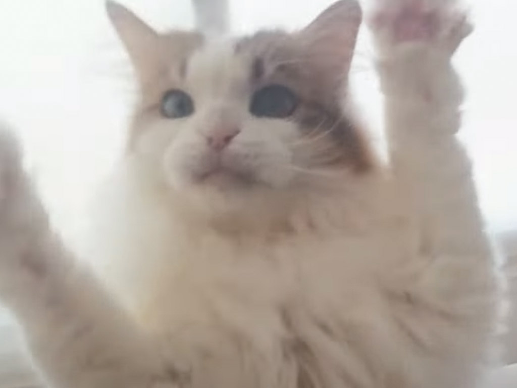 猫パンチ、全然当たらないけれどとっても楽しそうな猫さん
