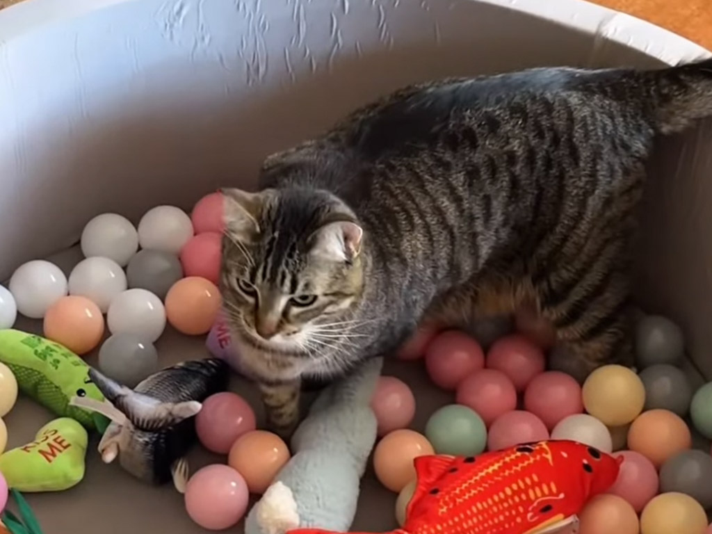 ボールプールって楽しいの？ 猫さんの反応を見てみた