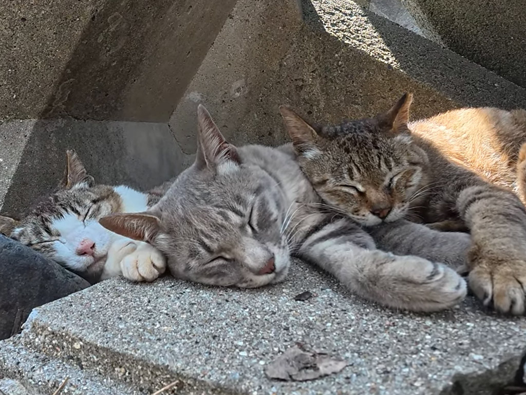 夏の堤防の定番スポット？ 猫たちが選んだ完璧な昼寝場所