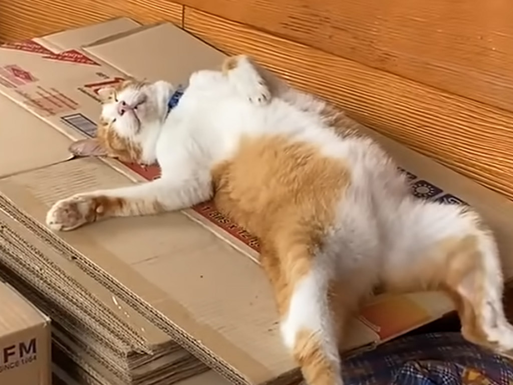 ダンボールの上で完全に脱力して熟睡する猫さんが面白すぎた