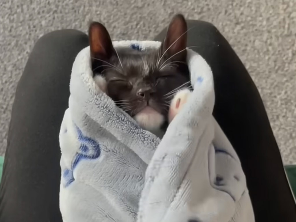 毛布からのぞく可愛いお手手に癒される… 天使のような子猫さん