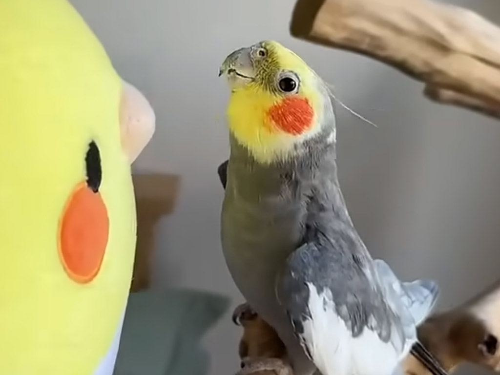 「ここはボクの場所！」 ぬいぐるみにおしゃべりで反撃する鳥さん