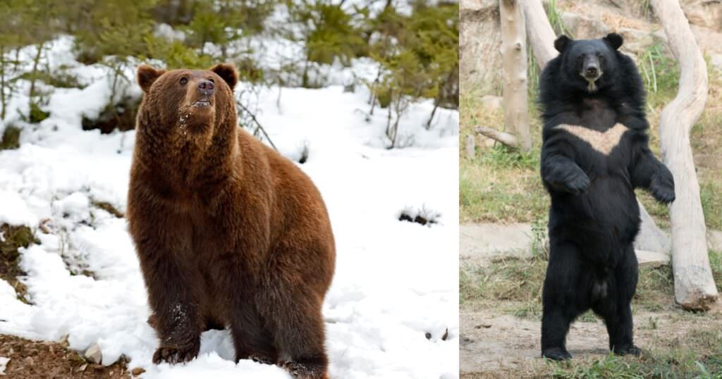 ヒグマとツキノワグマの違い【2025年版】体格・危険性・生息地を完全比較 | どうぶつのこと。~動物の動画や雑学が毎日見つかるサイト~