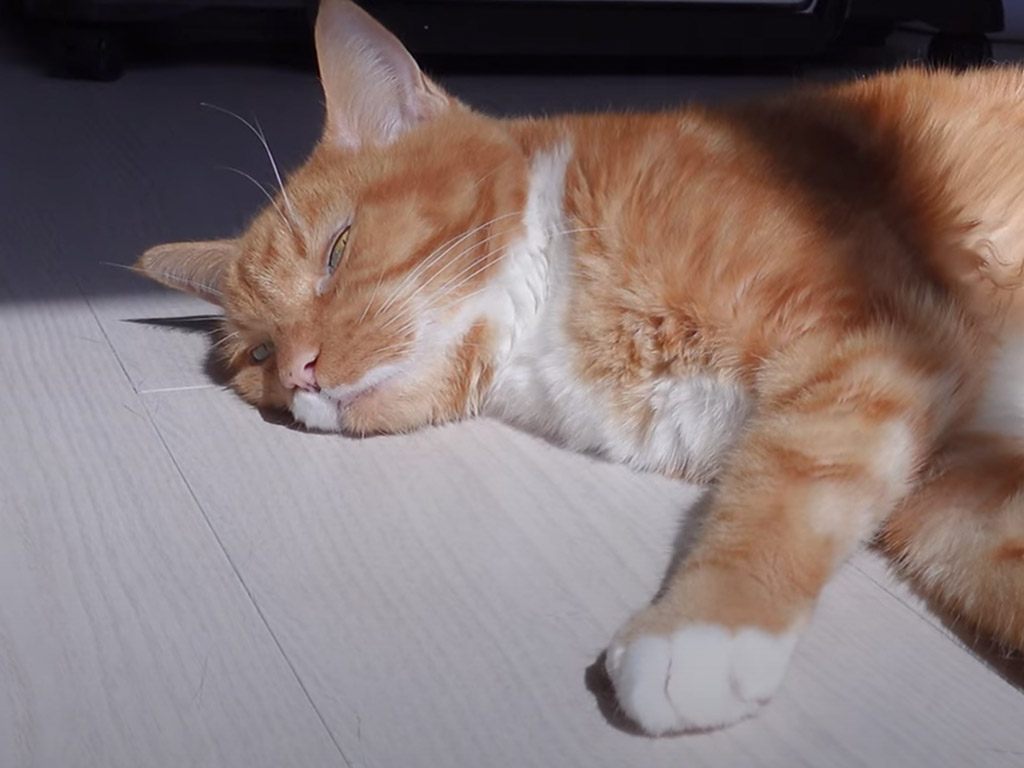 ごろごろ日向ぼっこ中の猫が突然カプッ！ 寝起きの“狩りスイッチ”にびっくり