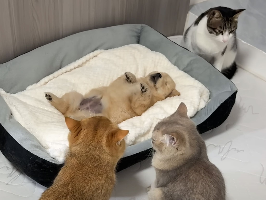 子犬を囲み安心させる猫たちの行動が「やさしすぎる」と反響