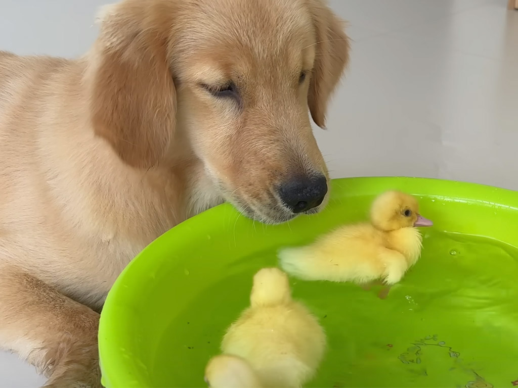 アヒルの子達の水浴びを見た犬さん、泳ぎ方を教えようとして大騒ぎに！