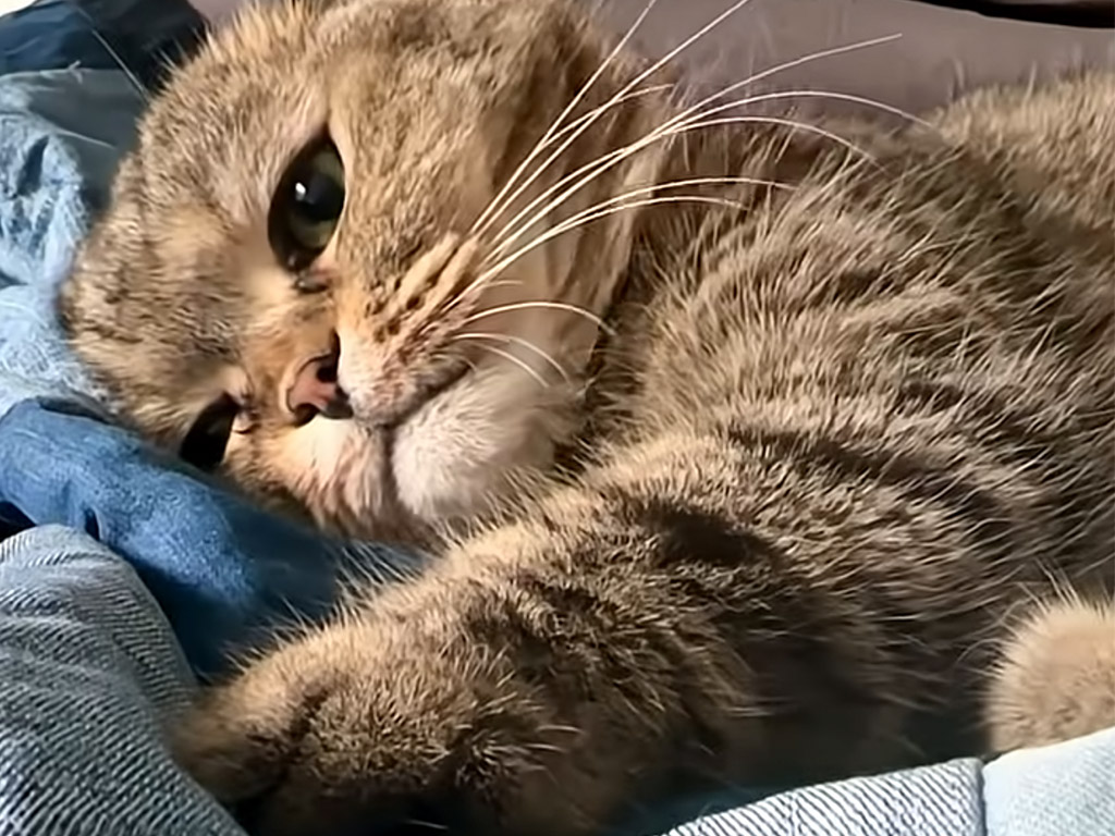 まんまるお手手で「ぎゅっ」大好きな毛布に触られたくない猫の反応が可愛すぎる！